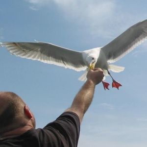 Meet your Posher, Frank